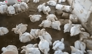 पोल्ट्री फार्मिंग poultry farming   बिज़नेस 