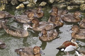 Duck farming बतख पलना   बिज़नेस 