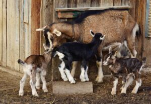 बकरी पालन goat farming   बिज़नेस 